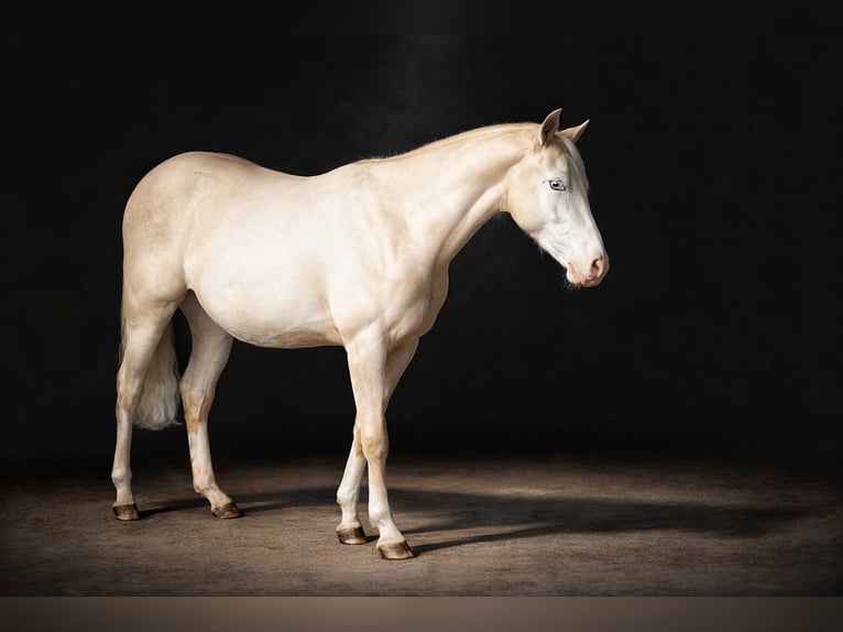 American Quarter Horse Mare 2 years Palomino in Gowarczow