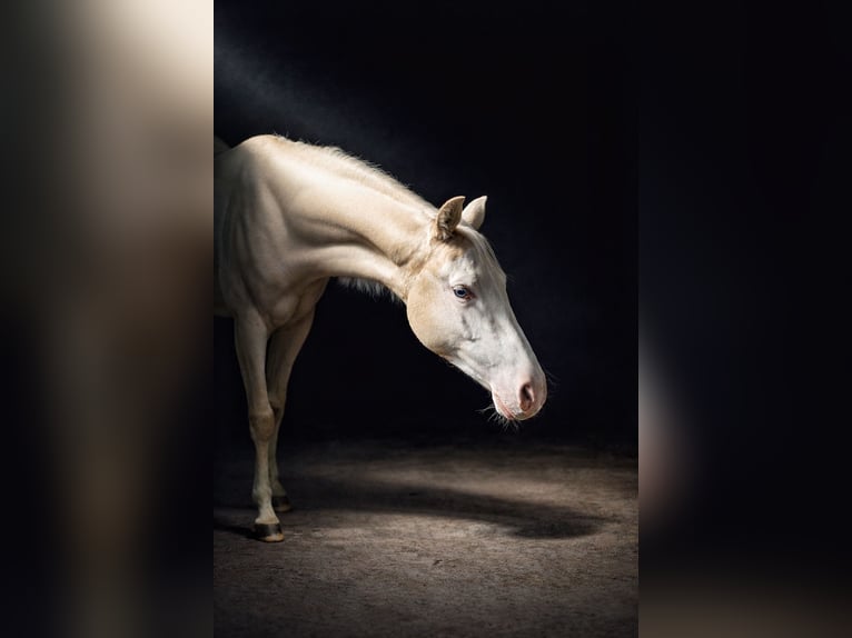 American Quarter Horse Mare 2 years Palomino in Gowarczow