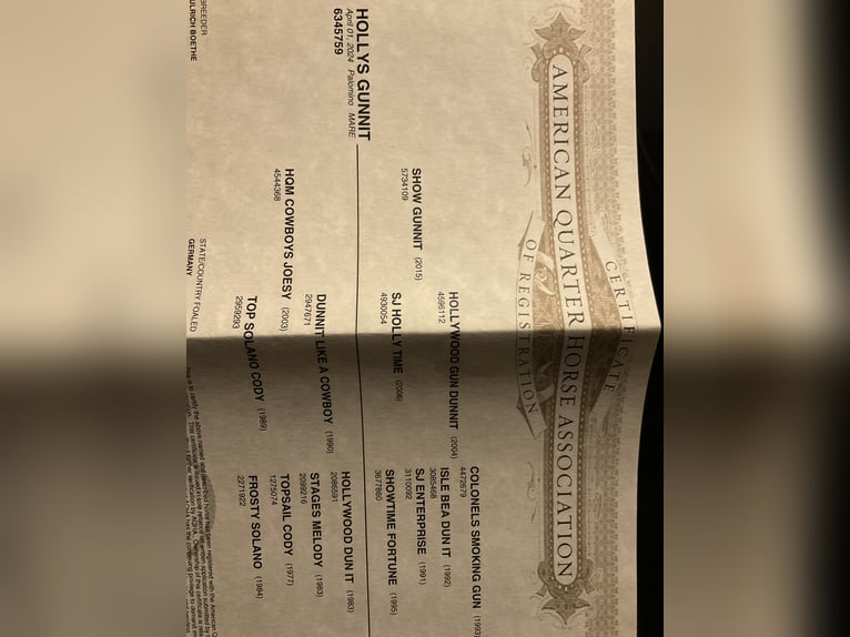 American Quarter Horse Mare 2 years Palomino in Haunetal