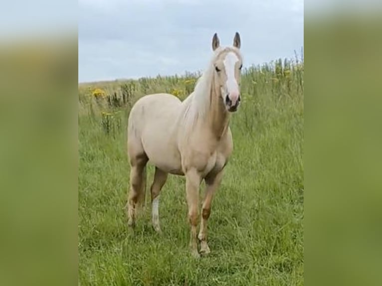 American Quarter Horse Mare 2 years Palomino in Vogelwaarde