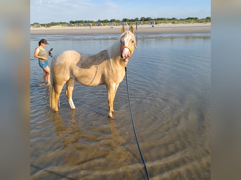 American Quarter Horse Mare 2 years Palomino in Vogelwaarde