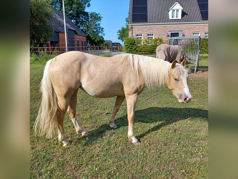 American Quarter Horse Mare 2 years Palomino in Vogelwaarde