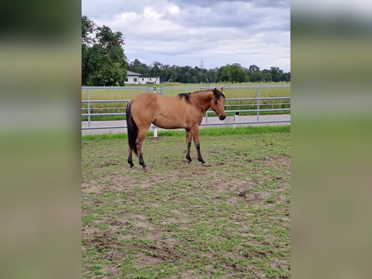 American Quarter Horse Mare 2 years Roan-Bay in Hagenberg