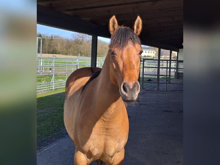 American Quarter Horse Mare 2 years Roan-Bay in Hagenberg