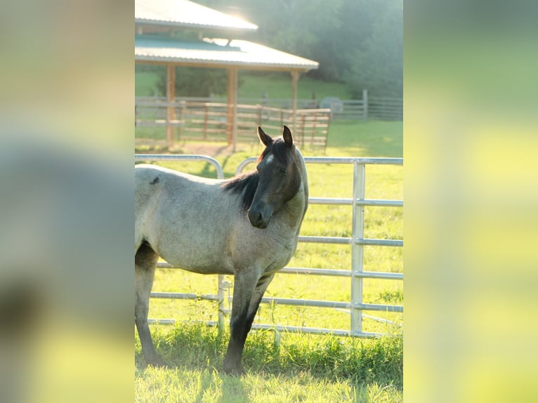 American Quarter Horse Mare 2 years Roan-Blue in Centerville