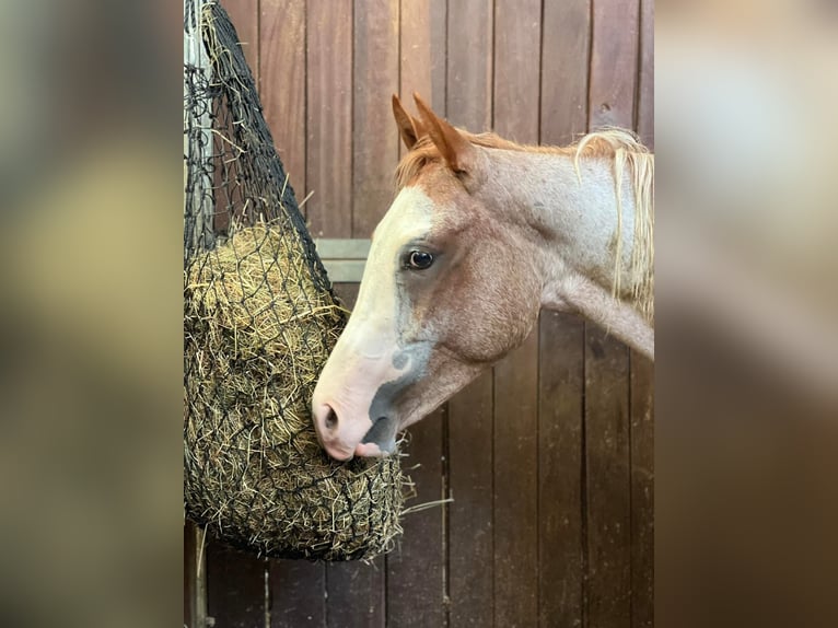 American Quarter Horse Mare 2 years Roan-Red in Haldenwang