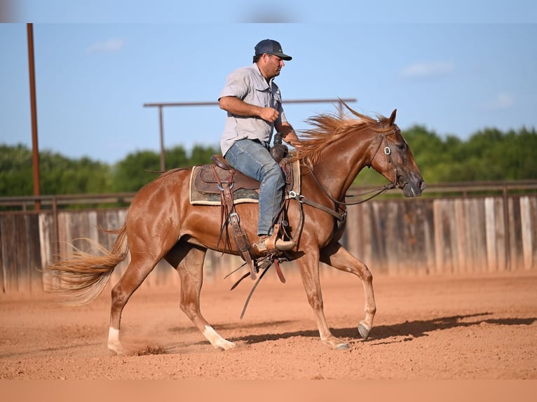 American Quarter Horse Mare 2 years Sorrel in Waco