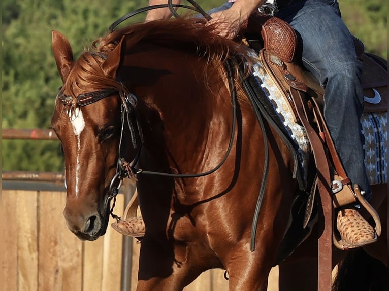 American Quarter Horse Mare 2 years Sorrel in Buffalo