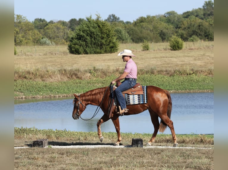 American Quarter Horse Mare 2 years Sorrel in Buffalo