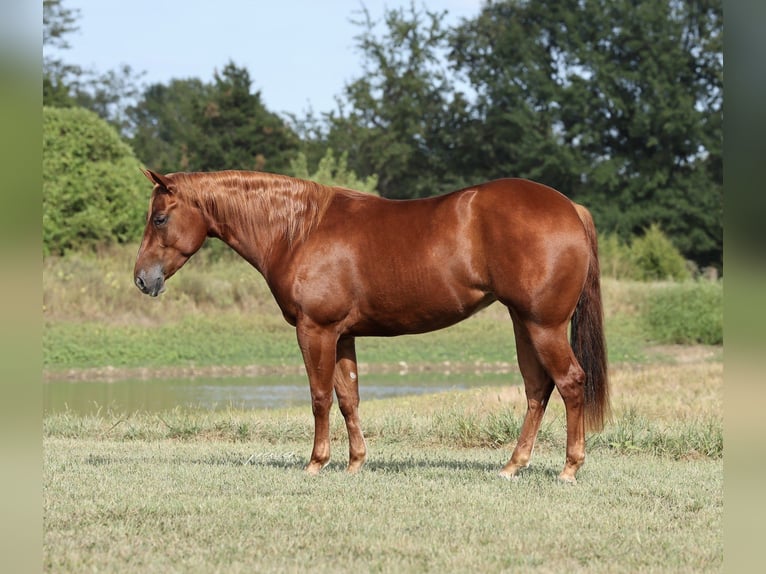 American Quarter Horse Mare 2 years Sorrel in Buffalo