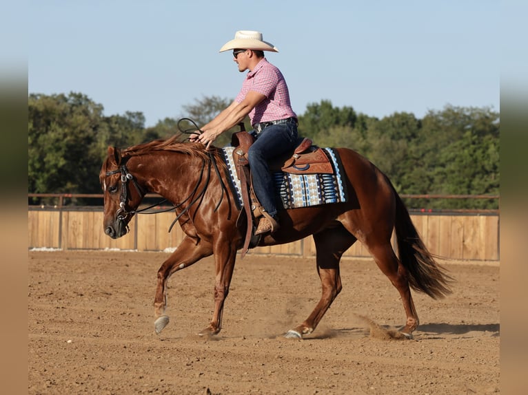 American Quarter Horse Mare 2 years Sorrel in Buffalo