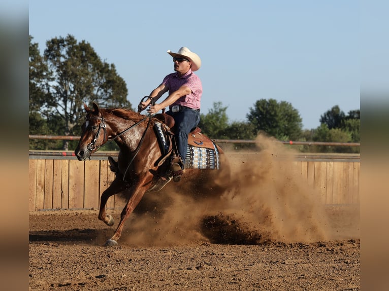 American Quarter Horse Mare 2 years Sorrel in Buffalo