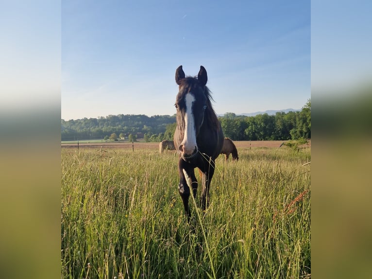 American Quarter Horse Mix Mare 3 years 13.2 hh Black in Stein