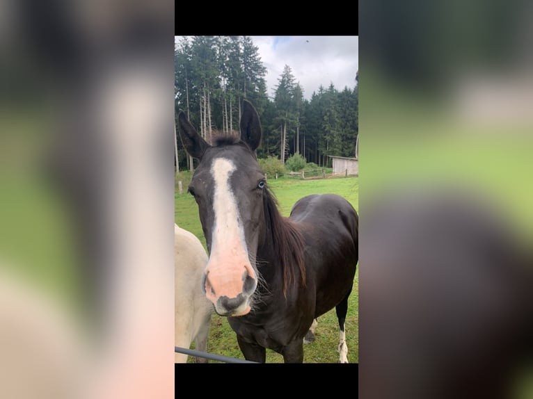 American Quarter Horse Mix Mare 3 years 13.2 hh Black in Stein