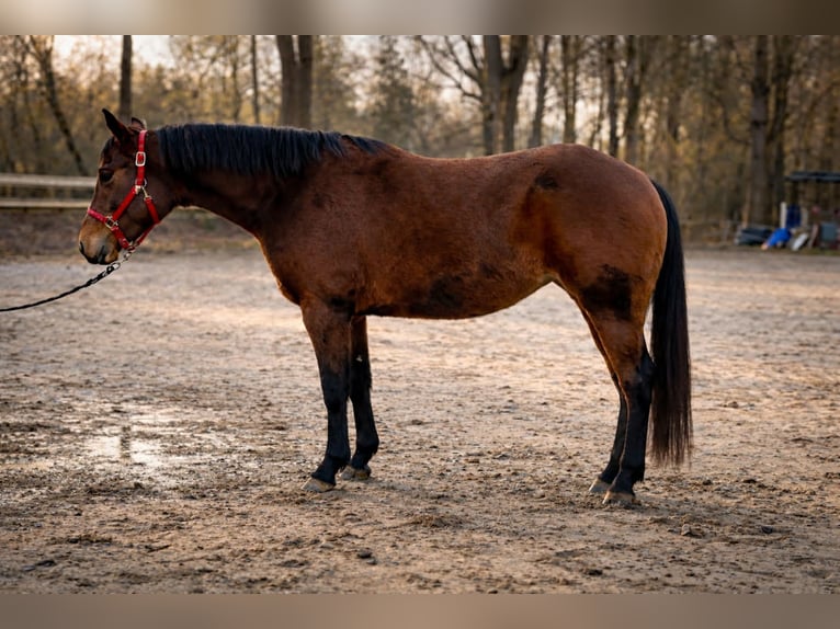 American Quarter Horse Mare 3 years 13.2 hh Brown in Duvensee