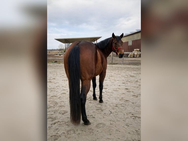 American Quarter Horse Mare 3 years 13.2 hh Brown in Duvensee