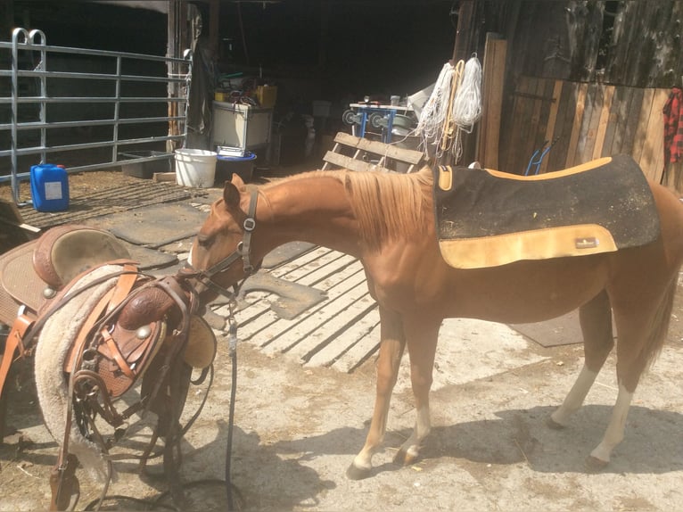 American Quarter Horse Mare 3 years 13,2 hh Chestnut-Red in Apfeldorf