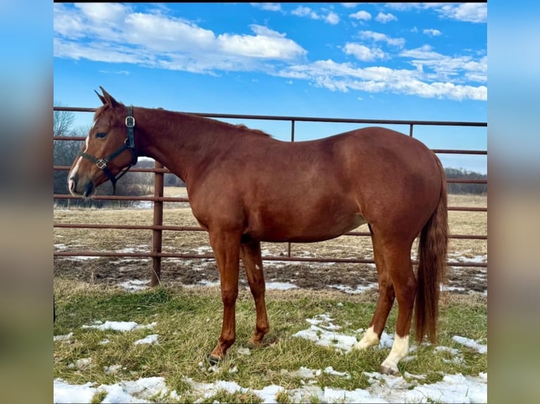 American Quarter Horse Mare 3 years 13,3 hh Sorrel in La Grange, MO