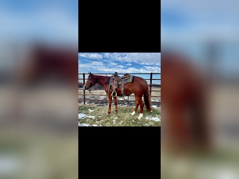 American Quarter Horse Mare 3 years 13,3 hh Sorrel in La Grange, MO