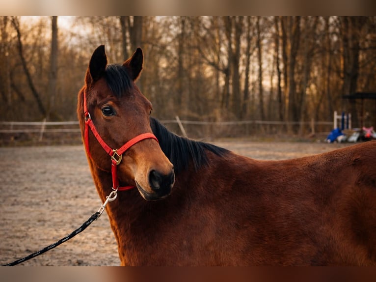 American Quarter Horse Mare 3 years 13,2 hh Brown in Duvensee