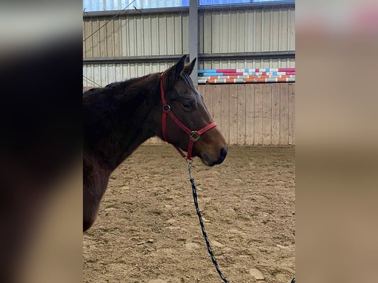 American Quarter Horse Mare 3 years 13,2 hh Brown in Duvensee