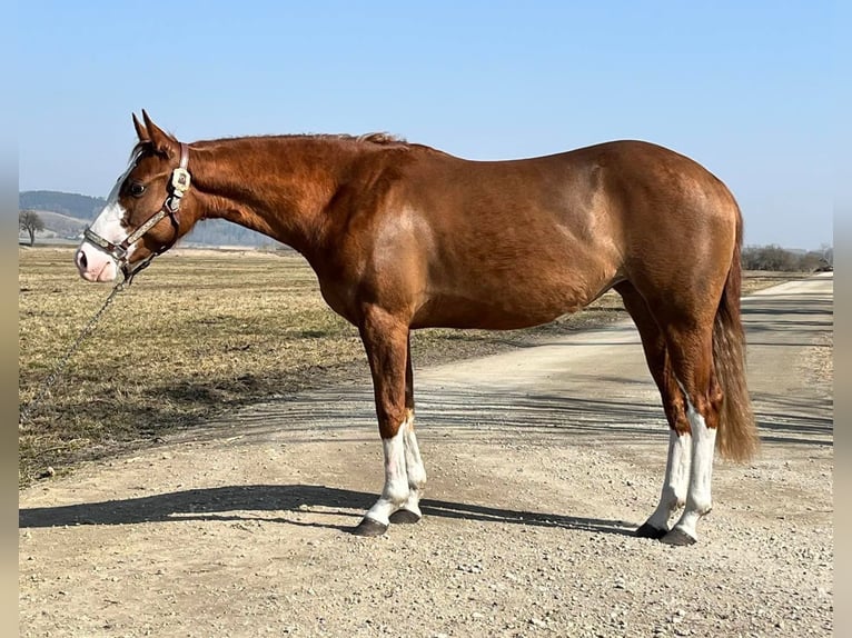 American Quarter Horse Mare 3 years 13,2 hh Chestnut-Red in Klingsmoos
