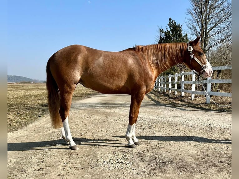American Quarter Horse Mare 3 years 13,2 hh Chestnut-Red in Klingsmoos