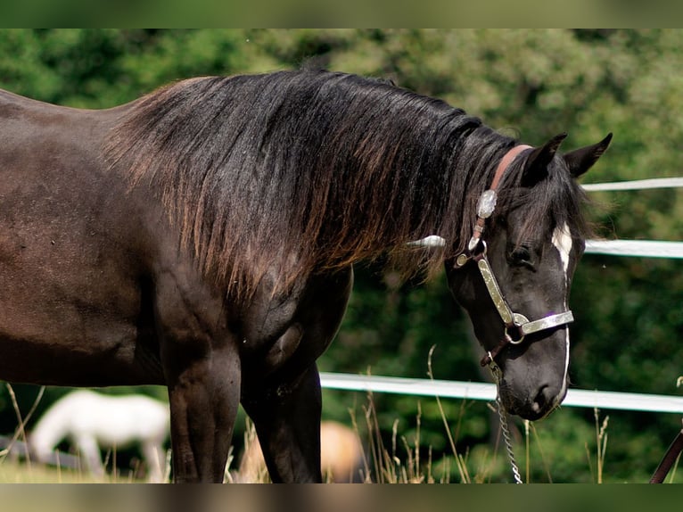 American Quarter Horse Mare 3 years 14.1 hh Black in Dahlem