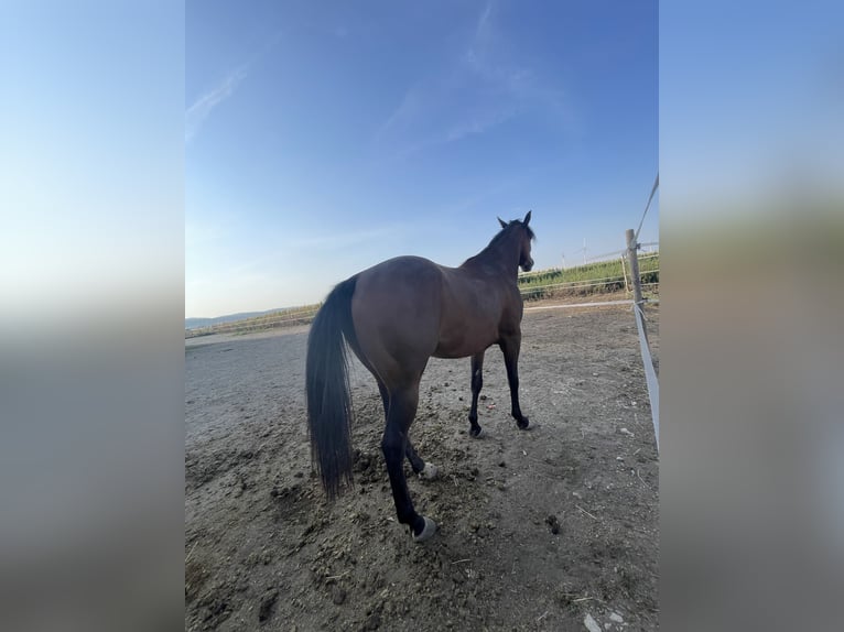 American Quarter Horse Mare 3 years 14,1 hh Brown in Mannersdorf am Leithagebirge