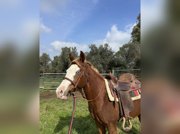 American Quarter Horse Mare 3 years 14.1 hh Champagne in Latina