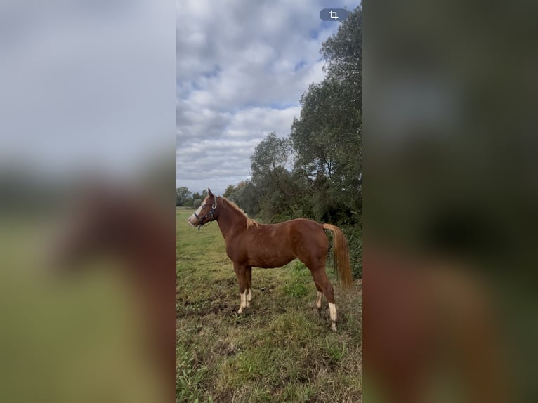 American Quarter Horse Mare 3 years 14.1 hh Champagne in Latina