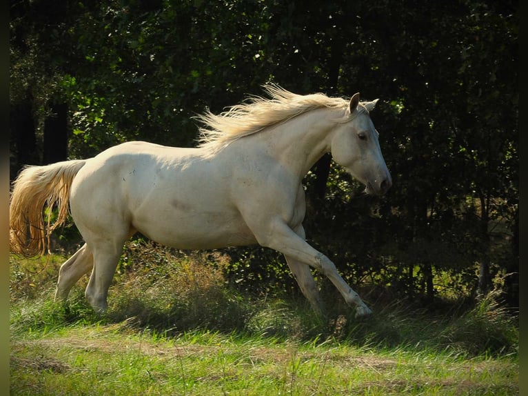 American Quarter Horse Mare 3 years 14,1 hh Champagne in Pszczew