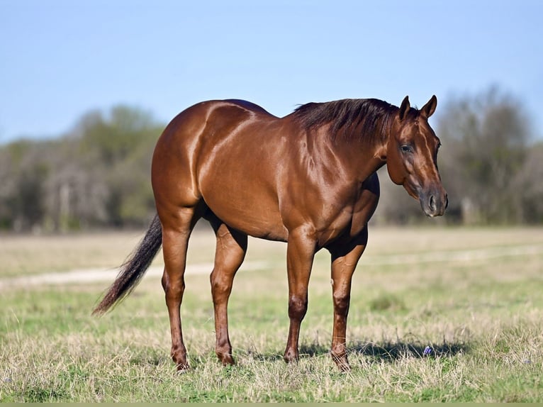 American Quarter Horse Mare 3 years 14.1 hh Chestnut in Waco