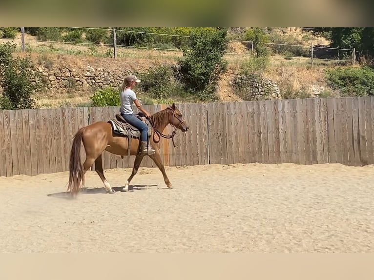 American Quarter Horse Mare 3 years 14.1 hh Chestnut-Red in Montgaillard