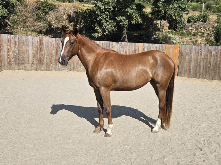 American Quarter Horse Mare 3 years 14.1 hh Chestnut-Red in Montgaillard