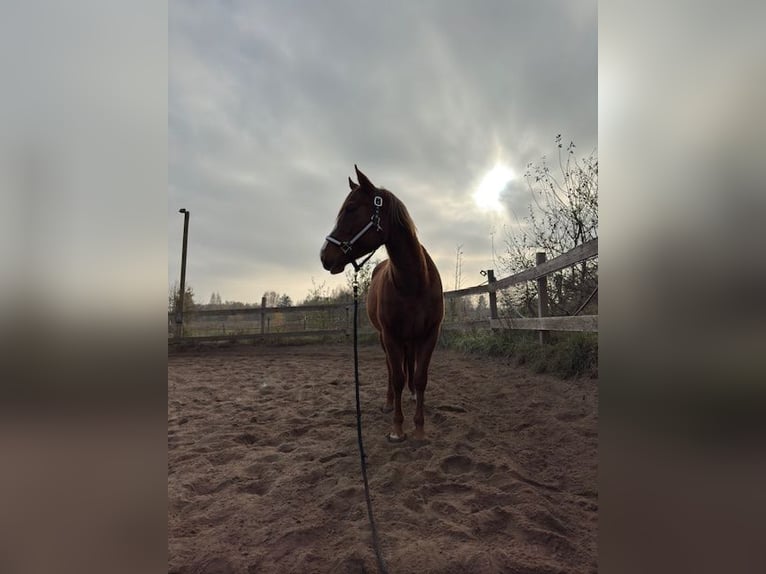 American Quarter Horse Mare 3 years 14,1 hh Chestnut-Red in Schildow