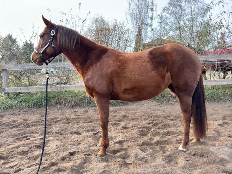 American Quarter Horse Mare 3 years 14,1 hh Chestnut-Red in Schildow