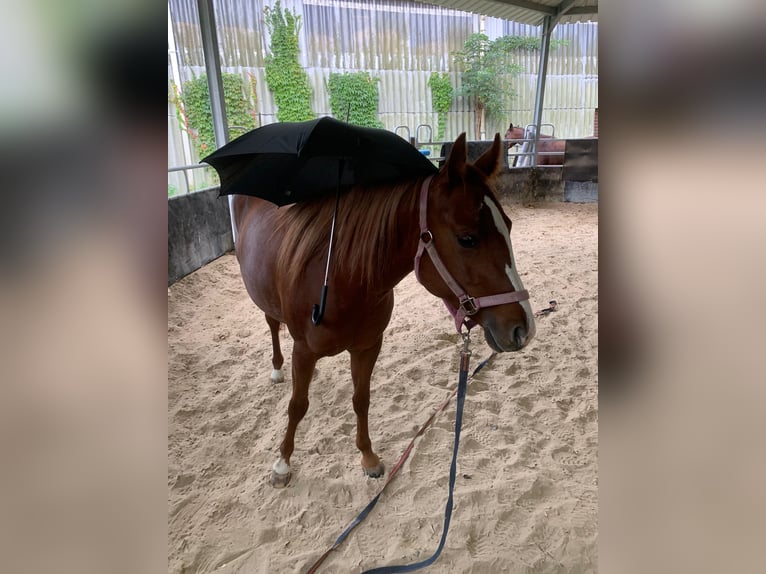 American Quarter Horse Mare 3 years 14,1 hh Chestnut-Red in Walldorf