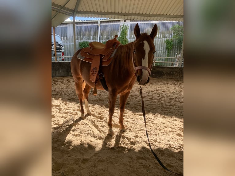 American Quarter Horse Mare 3 years 14,1 hh Chestnut-Red in Walldorf