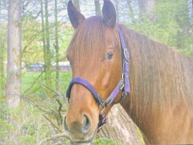 American Quarter Horse Mare 3 years 14,1 hh Chestnut-Red in Lobbach
