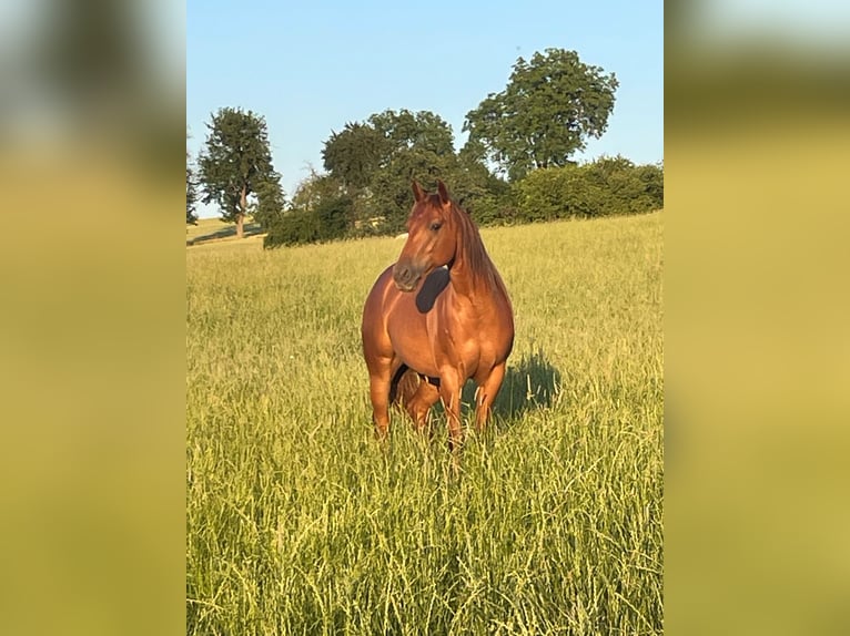 American Quarter Horse Mare 3 years 14,1 hh Chestnut-Red in Lobbach