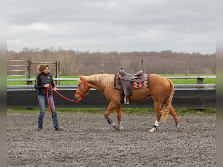 American Quarter Horse Mare 3 years 14,1 hh Chestnut-Red in Kappelen