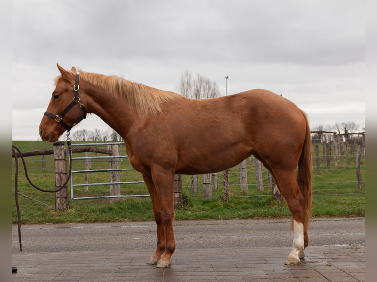 American Quarter Horse Mare 3 years 14,1 hh Chestnut-Red in Kappelen