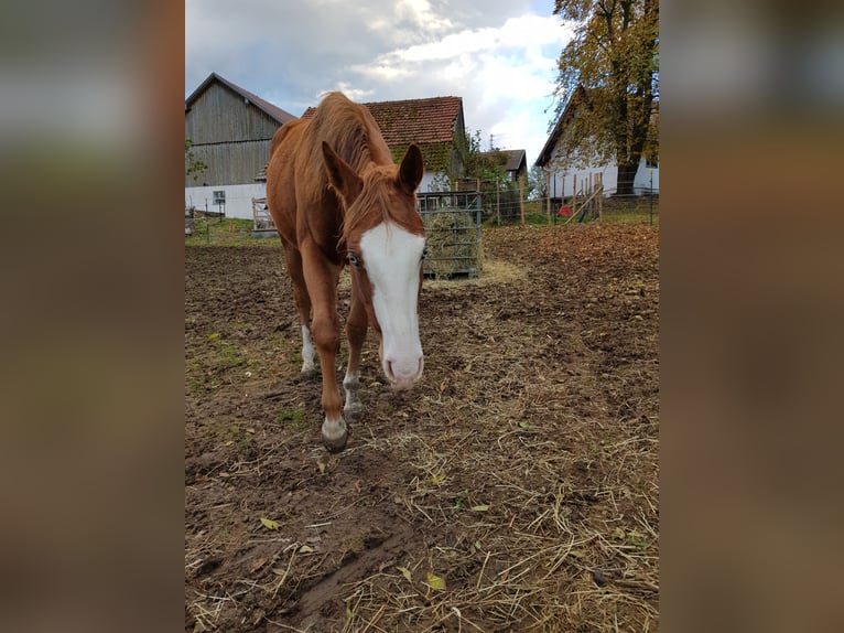 American Quarter Horse Mare 3 years 14,1 hh Chestnut in Apfeldorf