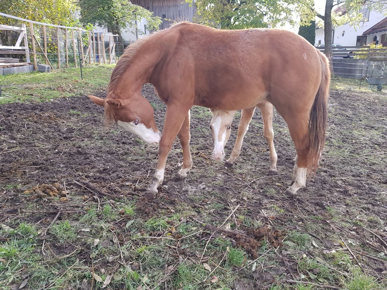 American Quarter Horse Mare 3 years 14,1 hh Chestnut in Apfeldorf