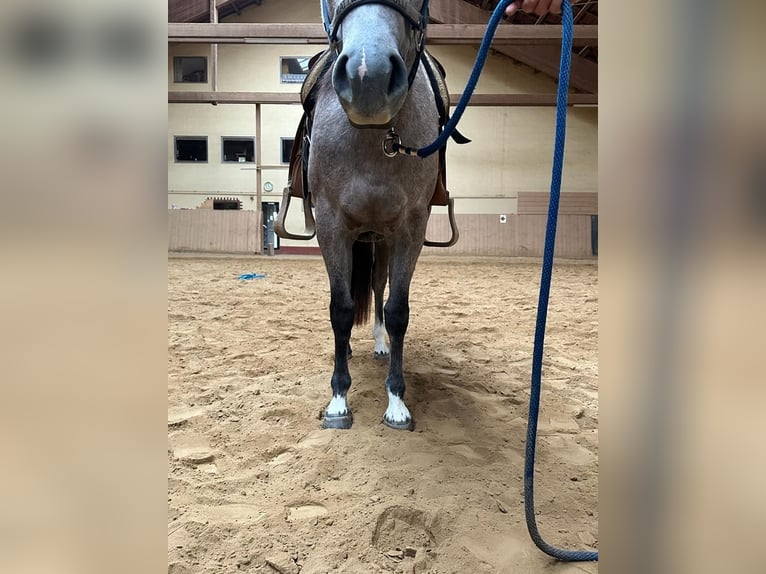 American Quarter Horse Mare 3 years 14,1 hh Gray in Irmtraut