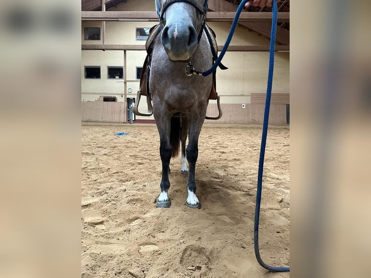 American Quarter Horse Mare 3 years 14,1 hh Gray in Runding