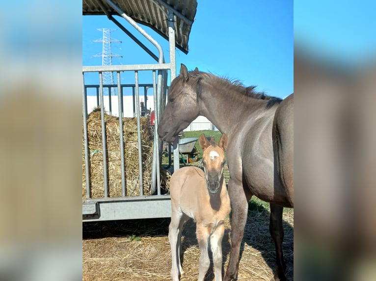 American Quarter Horse Mare 3 years 14.1 hh Grullo in Kallo