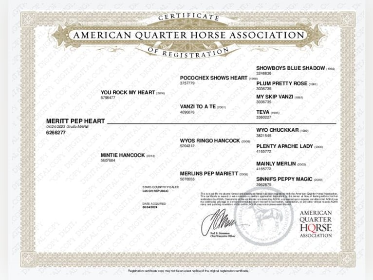 American Quarter Horse Mare 3 years 14.1 hh Grullo in Kallo