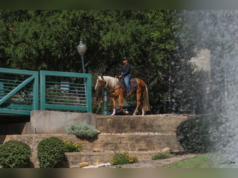 American Quarter Horse Mare 3 years 14,1 hh Palomino in Granbury TX